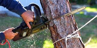 How Our Tree Care Process Works  in  Baileys Crossroads, VA